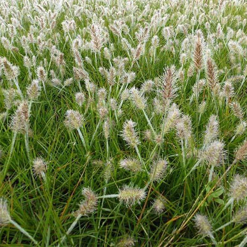 Promesse de Fleurs - Pennisetum alopecuroides Little Bunny - Herbe aux écouvillons Mini-motte Ø 3/4 cm (par 3)
