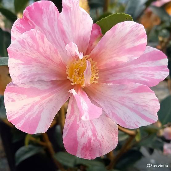 Camélia d'automne Ashtar – Camellia sasanqua Pot de 4L/5L