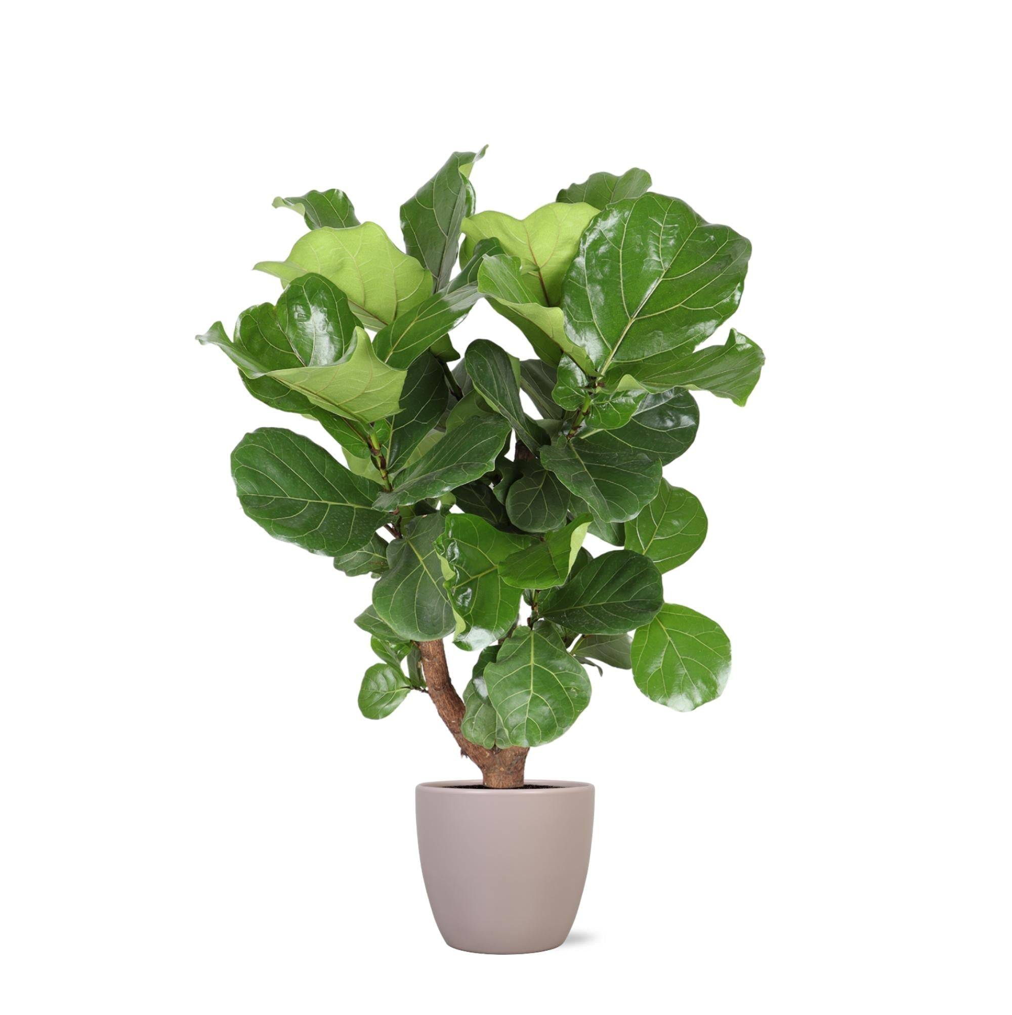 Ficus Lyrata et son pot- La Green Touch Taupe - Hauteur 130cm