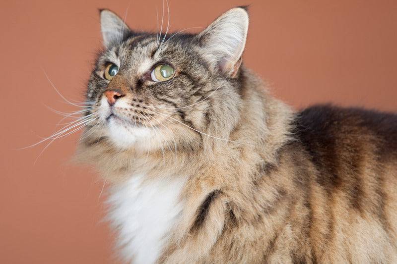 Eukanuba - Eukanuba - Croquettes Sans Céréales au Saumon pour Chat Senior - Image 3