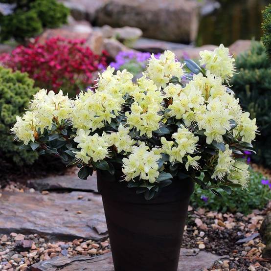 2l Pot Rhododendron Rhododendron Princess Anne - Rhododendron nain Pot de 2L/3L - Jardiland