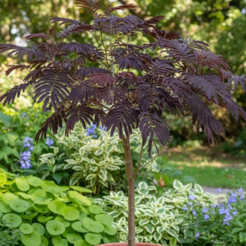 Arbre à soie Chocolate Fountain, Albizia à fleurs Rose - feuillage Caduc - Pot de 15L - 1/2 tige-  hauteur à maturité De 5,00 m à 10,00 m - Imagen 3