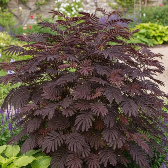 Arbre à soie Chocolate Fountain, Albizia à fleurs Rose - feuillage Caduc - Pot de 15L - 1/2 tige- hauteur à maturité De 5,00 m à 10,00 m - Image 2