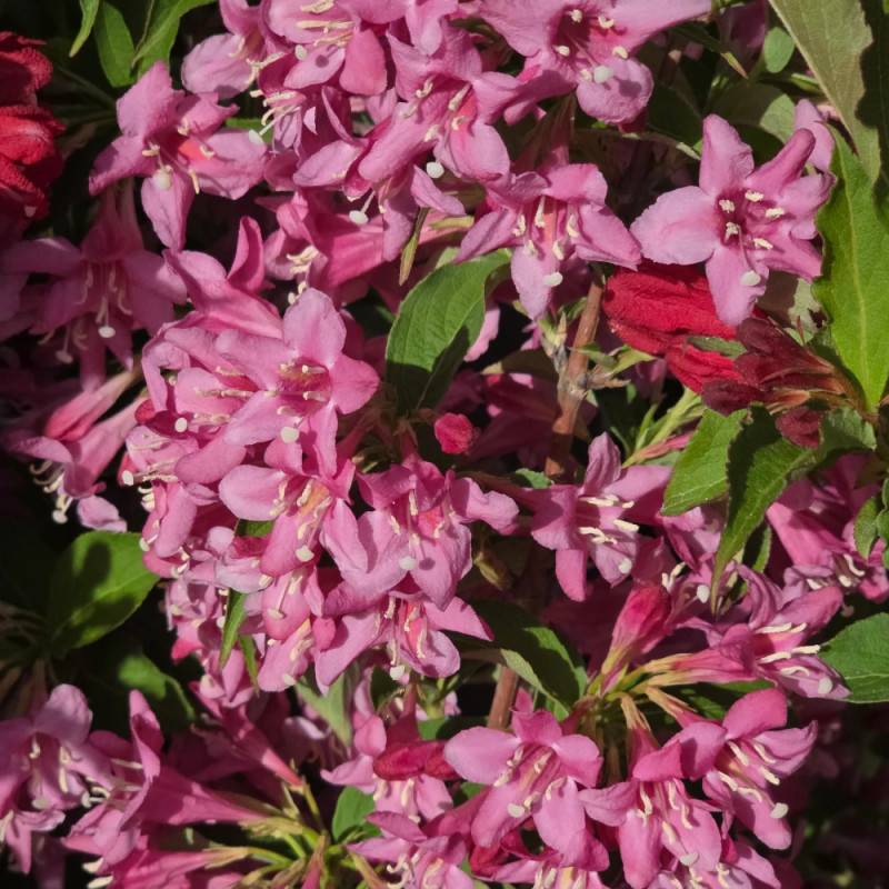 Weigela Stelzneri, Weigelia à fleurs Rose - feuillage Caduc - Pot de 4L - 40/60 cm-  hauteur à maturité De 1,00 m à 1,50 m - Imagen 4