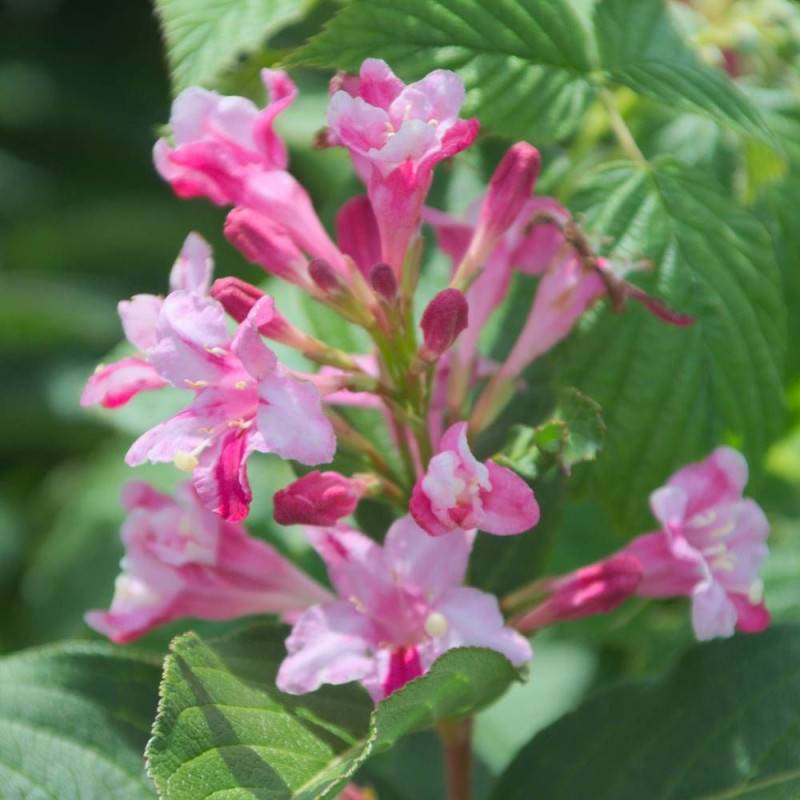 Weigela Stelzneri, Weigelia à fleurs Rose - feuillage Caduc - Pot de 4L - 40/60 cm-  hauteur à maturité De 1,00 m à 1,50 m - Imagen 8