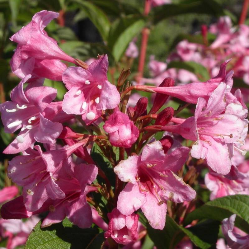 Weigela Stelzneri, Weigelia à fleurs Rose - feuillage Caduc - Pot de 4L - 40/60 cm-  hauteur à maturité De 1,00 m à 1,50 m - Imagen 2