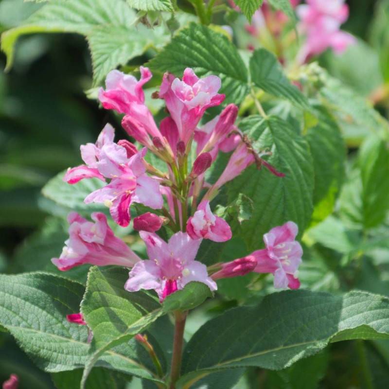Weigela Stelzneri, Weigelia à fleurs Rose - feuillage Caduc - Pot de 4L - 40/60 cm- hauteur à maturité De 1,00 m à 1,50 m - Image 7