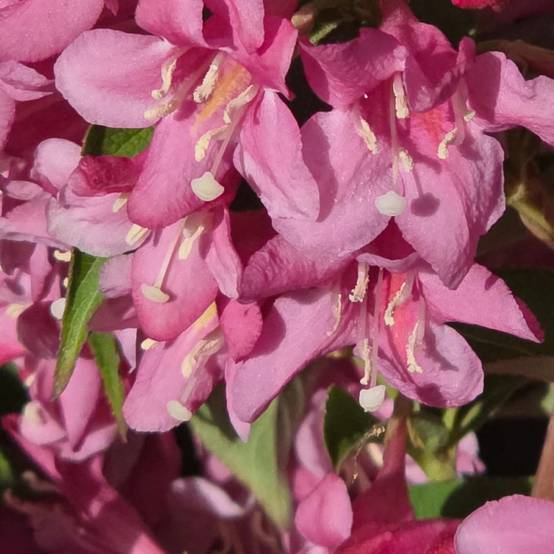Weigela Stelzneri, Weigelia à fleurs Rose - feuillage Caduc - Pot de 4L - 40/60 cm- hauteur à maturité De 1,00 m à 1,50 m - Image 3