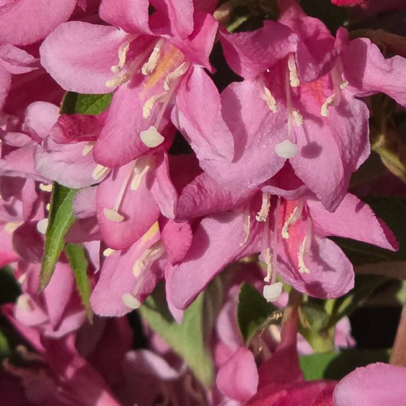 Weigela Stelzneri, Weigelia à fleurs Rose - feuillage Caduc - Pot de 4L - 40/60 cm-  hauteur à maturité De 1,00 m à 1,50 m - Imagen 3