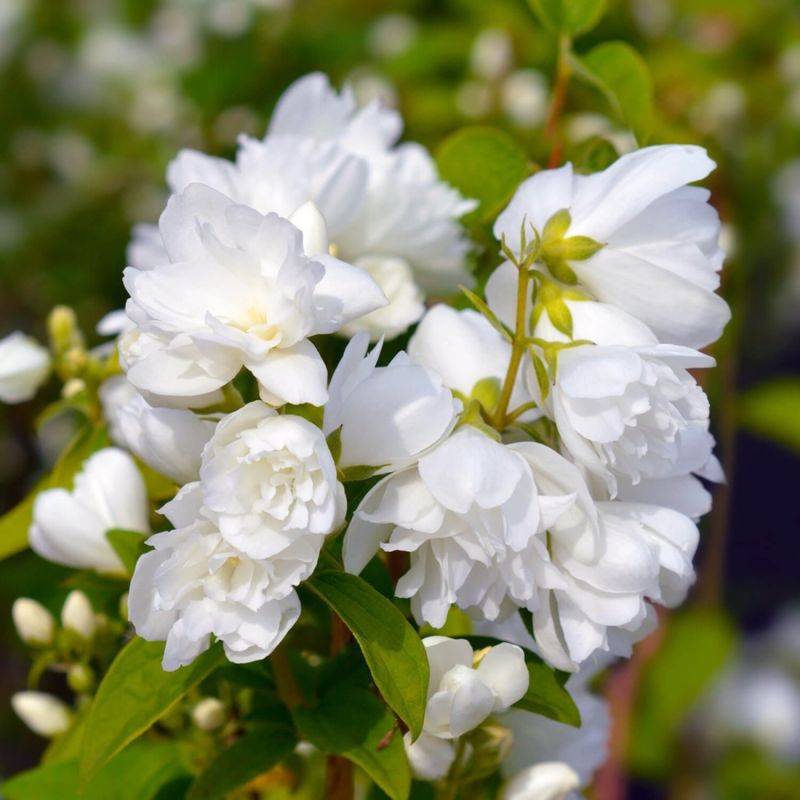 Seringat des jardins (Philadelphus 'Virginal') - Godet - Taille 15/30cm - Pépinières Naudet