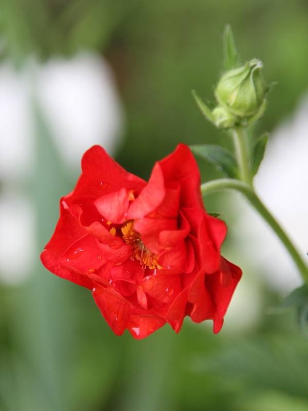 Geum chiloense Mrs Bradshaw - Benoîte rouge écarlate Godet de 7/8 cm