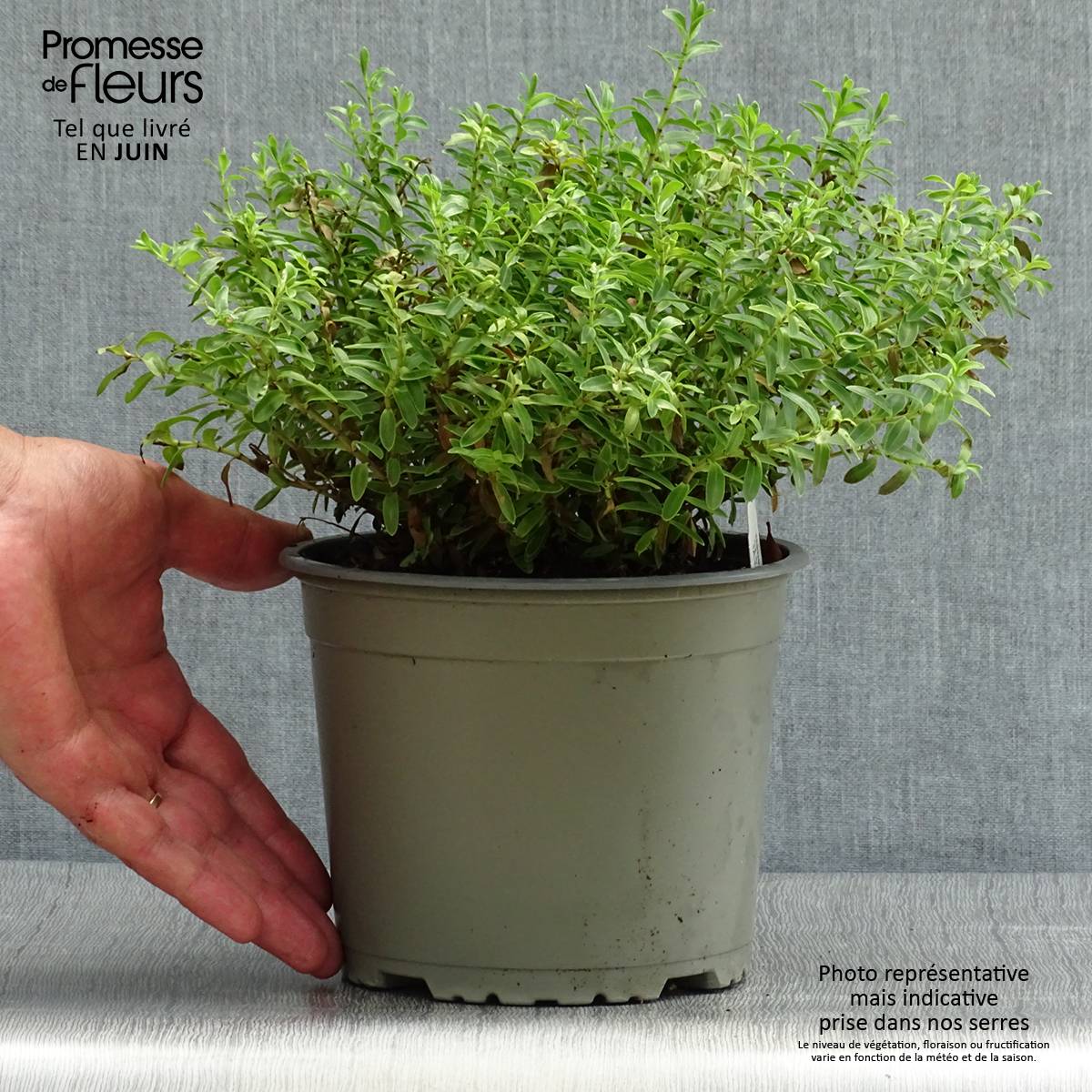 Promesse de Fleurs - Hebe rakaiensis - Véronique arbustive Pot de 1,5L/2L - Image 2