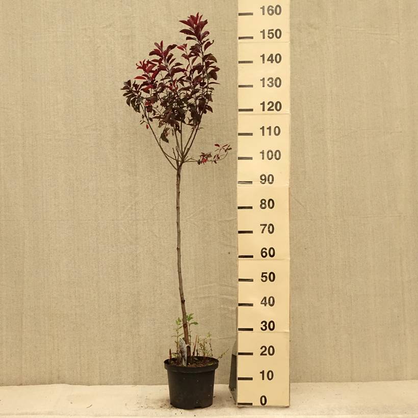 Prunus cistena - Prunier des sables Pot de 4L/5L, Tige, Tige de 80 cm - Image 2