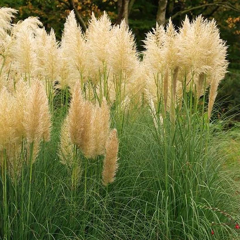 Cortaderia selloana Mini Pampas Gold - Herbe de la pampa Pot de 2L/3L