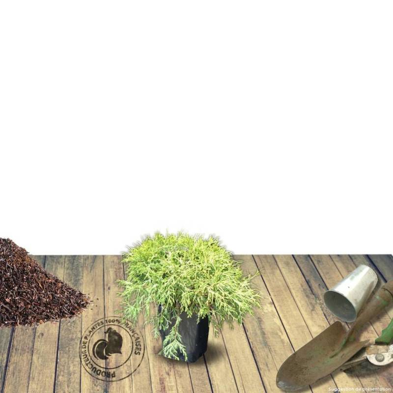 Cyprès Sawara Sungold, Chamaecyparis pisifera - Pot de 3L - 20/40 cm - Imagen 10