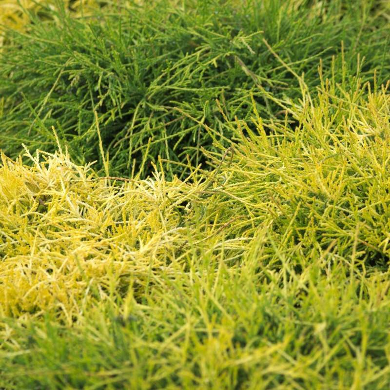 Cyprès Sawara Sungold, Chamaecyparis pisifera - Pot de 3L - 20/40 cm - Imagen 1
