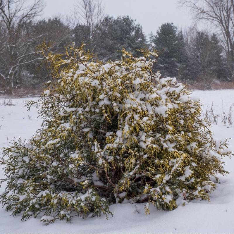 Cyprès Sawara Sungold, Chamaecyparis pisifera - Pot de 3L - 20/40 cm - Imagen 8