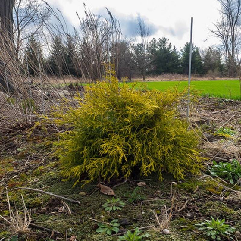 Cyprès Sawara Sungold, Chamaecyparis pisifera - Pot de 3L - 20/40 cm - Imagen 7