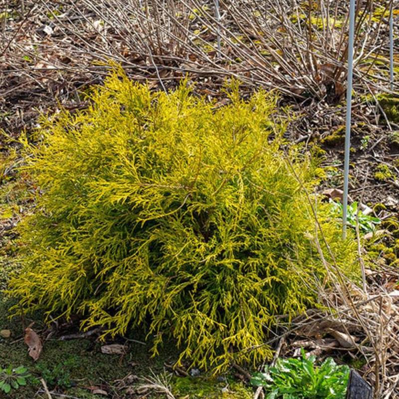 Cyprès Sawara Sungold, Chamaecyparis pisifera - Pot de 3L - 20/40 cm - Imagen 6
