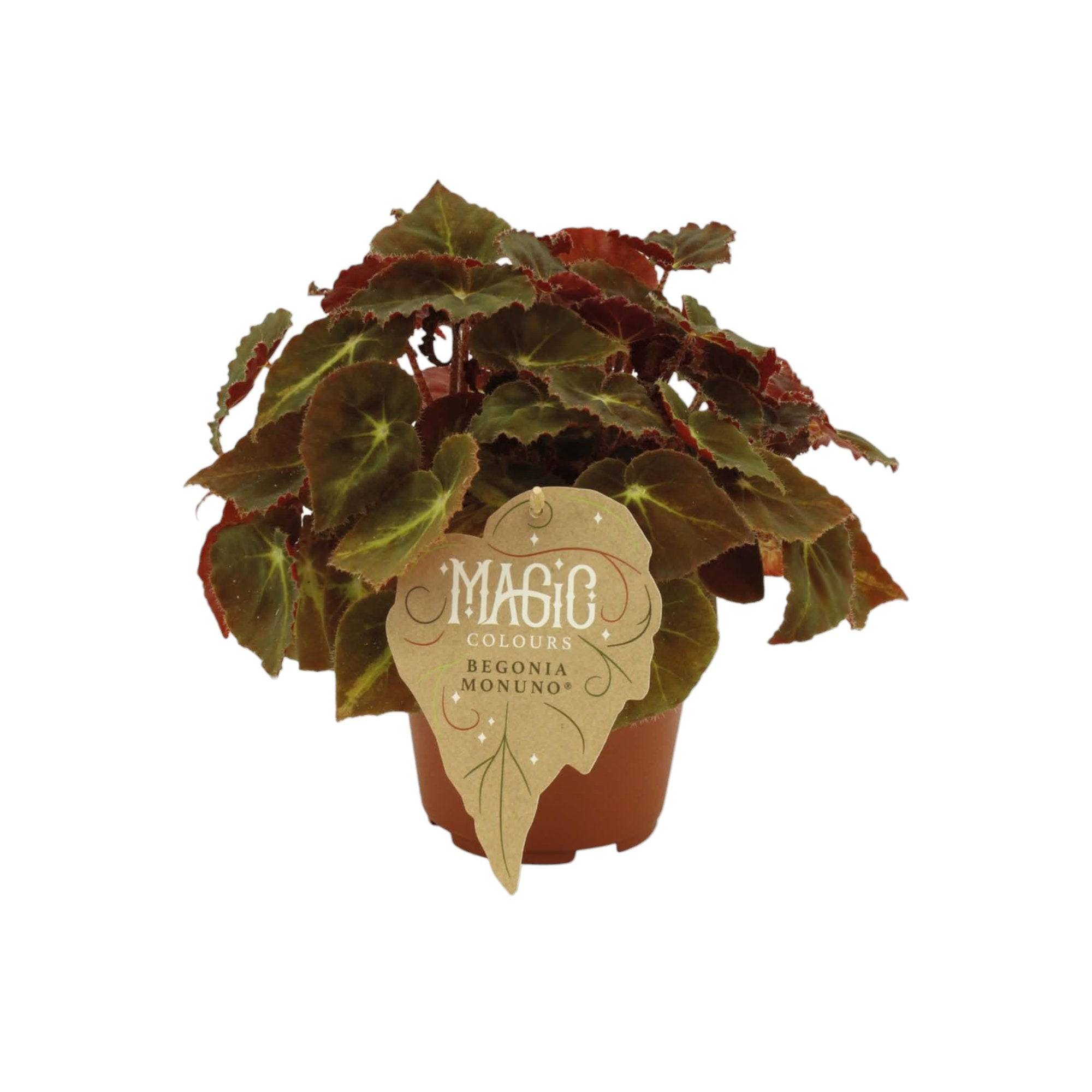 La Green Touch - Begonia Rex 'Montuno' 25cm - Plante d'intérieur- La Green Touch - Imagen 2