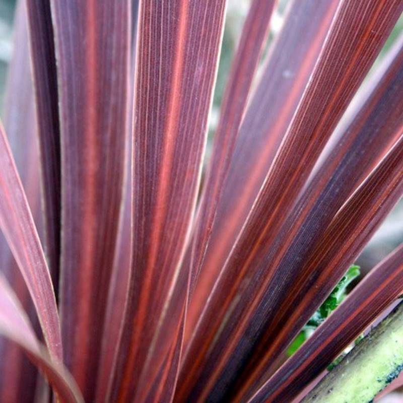 Lin de Nouvelle-Zélande Pink Panther, Phormium - Pot de 7,5L - 80/100 cm - Image 1