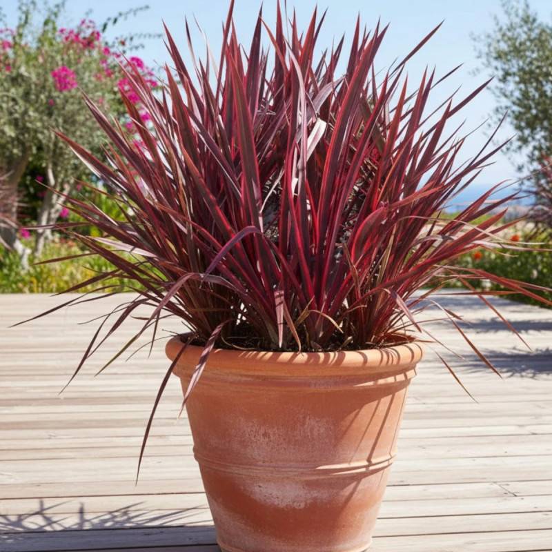 Lin de Nouvelle-Zélande Pink Panther, Phormium - Pot de 7,5L - 80/100 cm - Image 3