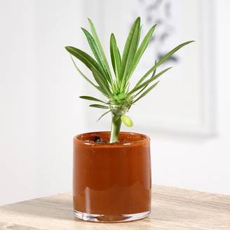 Pachypodium lamerei - Palmier de Madagascar Mini-plante