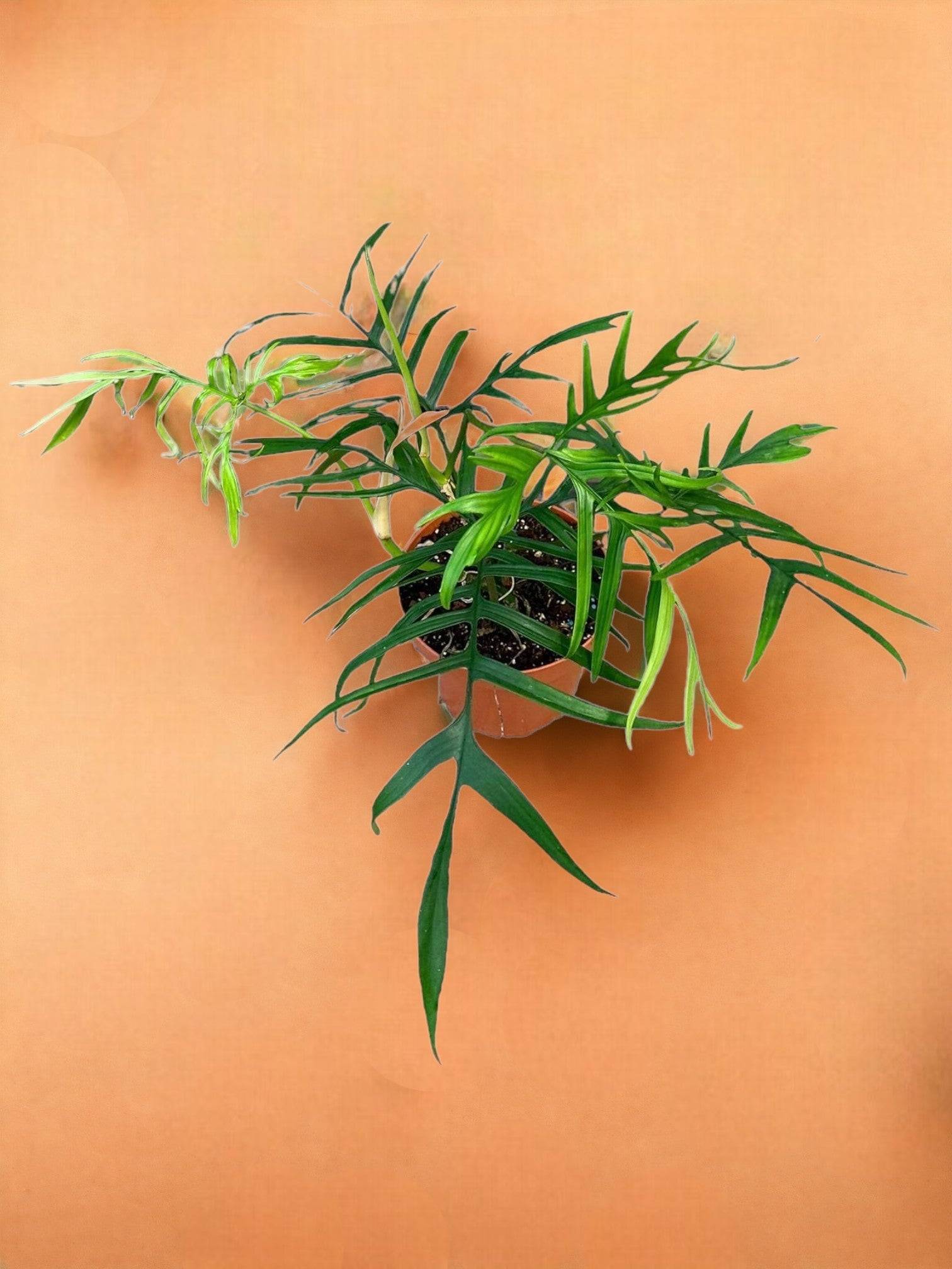 Philodendron Polypodioides- La Green Touch