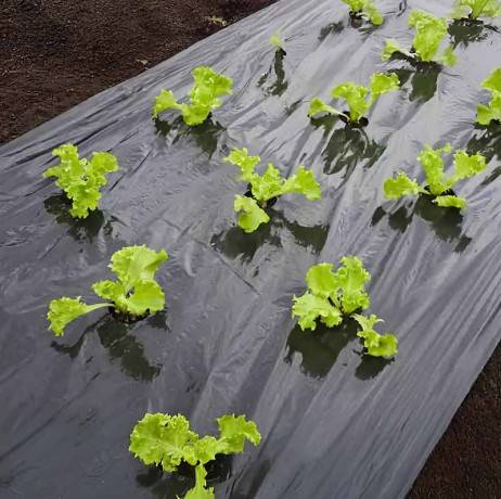 Nature - Film de paillage SALADE , Long 5 m - Imagen 1