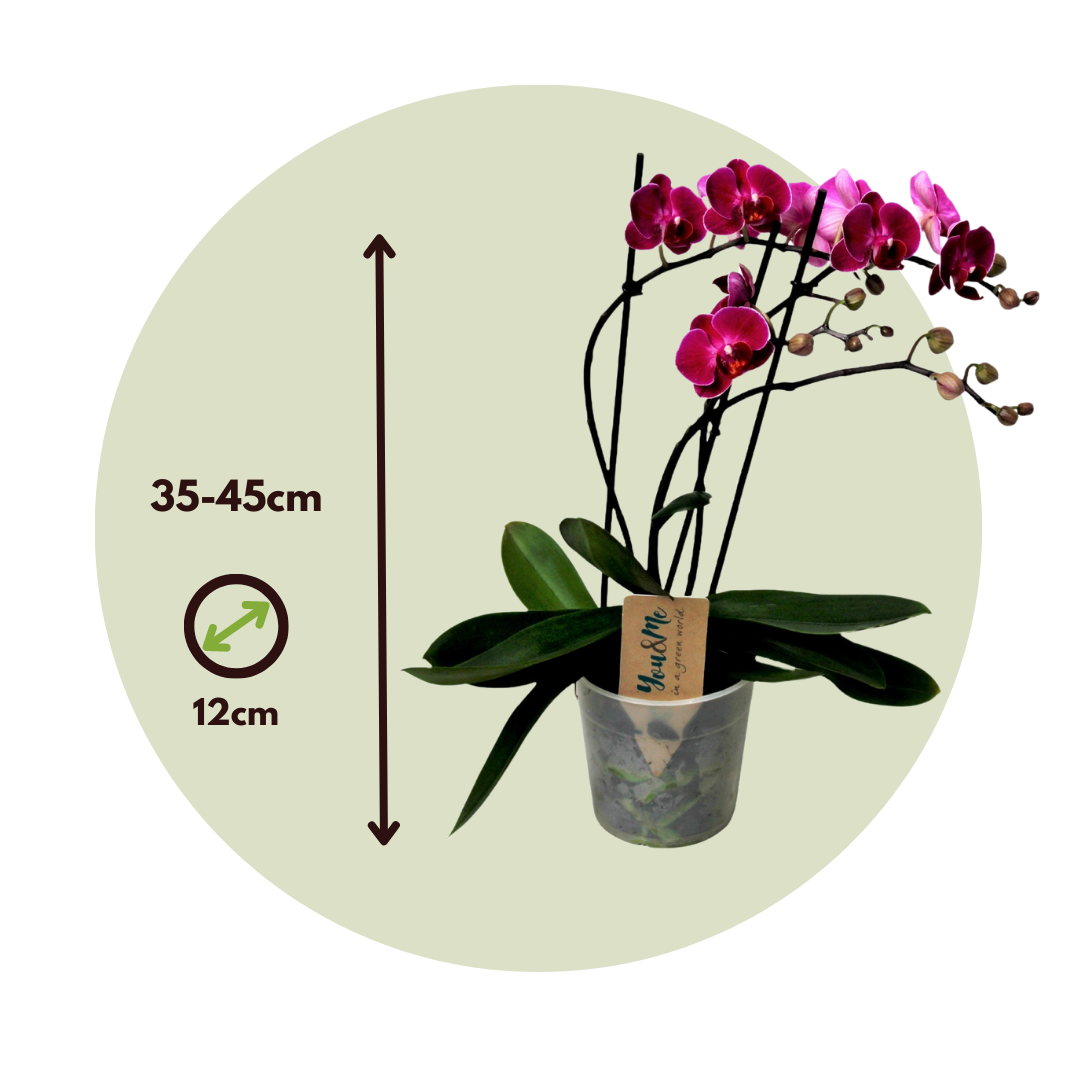 Plant In A Box - Orchidée papillon - Phalaenopsis Multiflora - Hauteur 35-45cm - ⌀12cm - Image 4