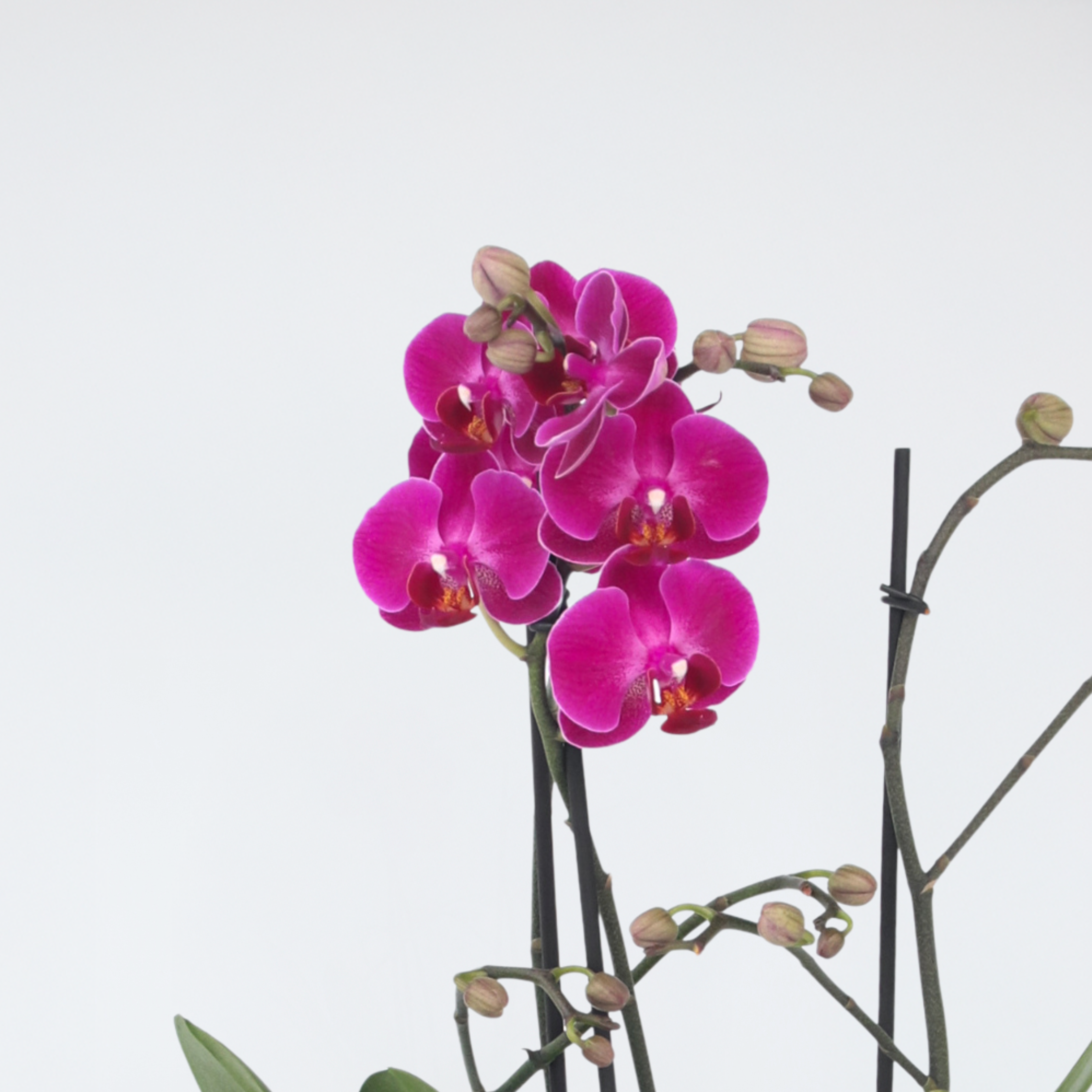Plant In A Box - Orchidée papillon - Phalaenopsis Multiflora - Hauteur 35-45cm - ⌀12cm - Image 3