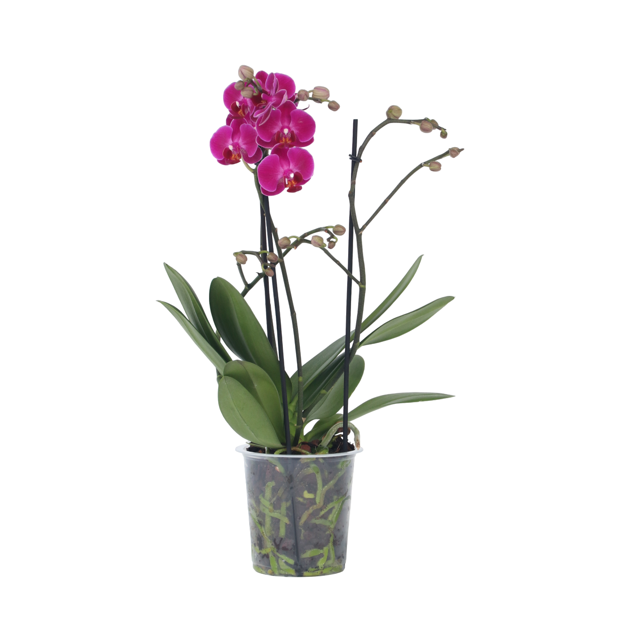 Plant In A Box - Orchidée papillon - Phalaenopsis Multiflora - Hauteur 35-45cm - ⌀12cm