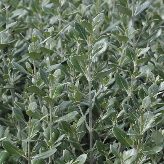 Promesse de Fleurs - Olearia traversii Pot de 2L/3L - Image 1