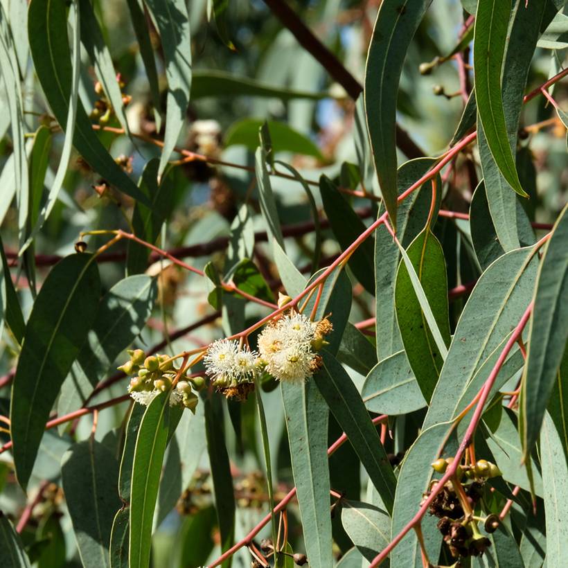 Graines d'Eucalyptus globulus le sachet de 15 graines environ