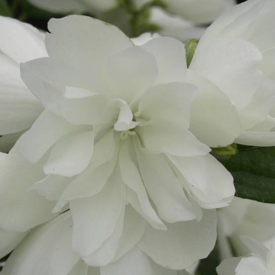 Seringat des jardins Manteau d'Hermine, Philadelphus à fleurs Blanche - feuillage Caduc - Pot de 4L - 40/60 cm- hauteur à maturité De 2,50 m à 3,00 m - Image 1