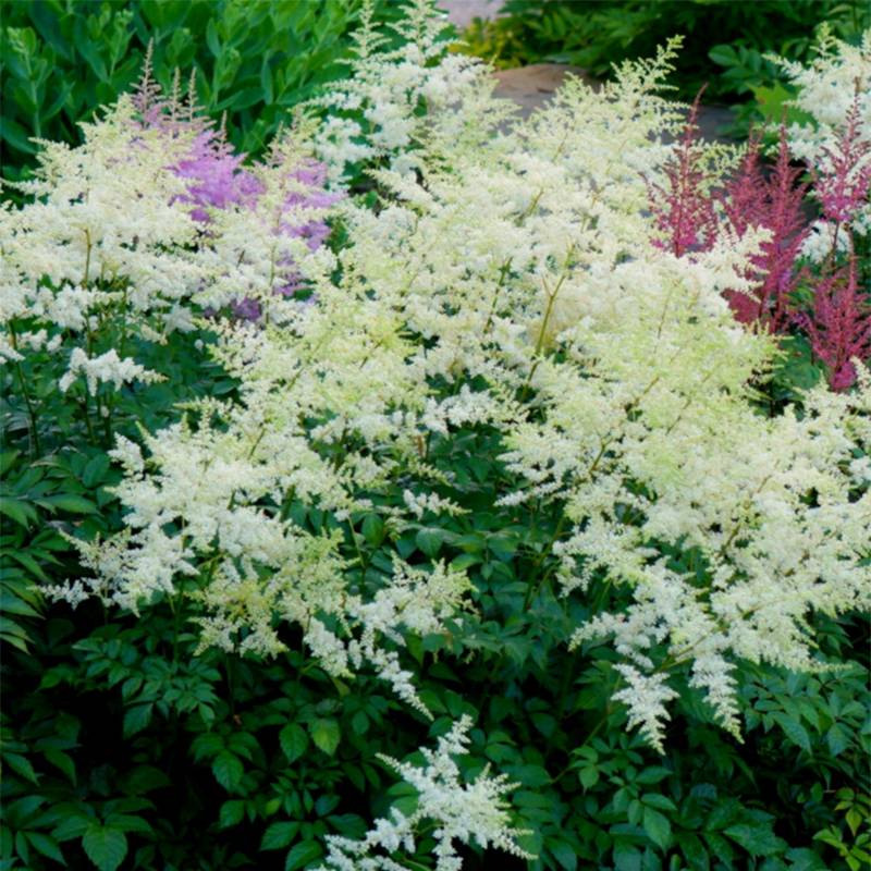 Astilbe arendsii Rock and Roll Pot de 2L/3L
