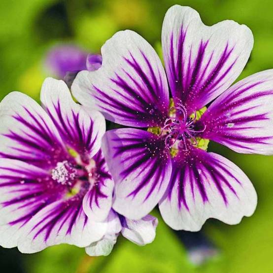Promesse de Fleurs - Grande mauve - Malva sylvestris Zebrina Godet de 8/9 cm