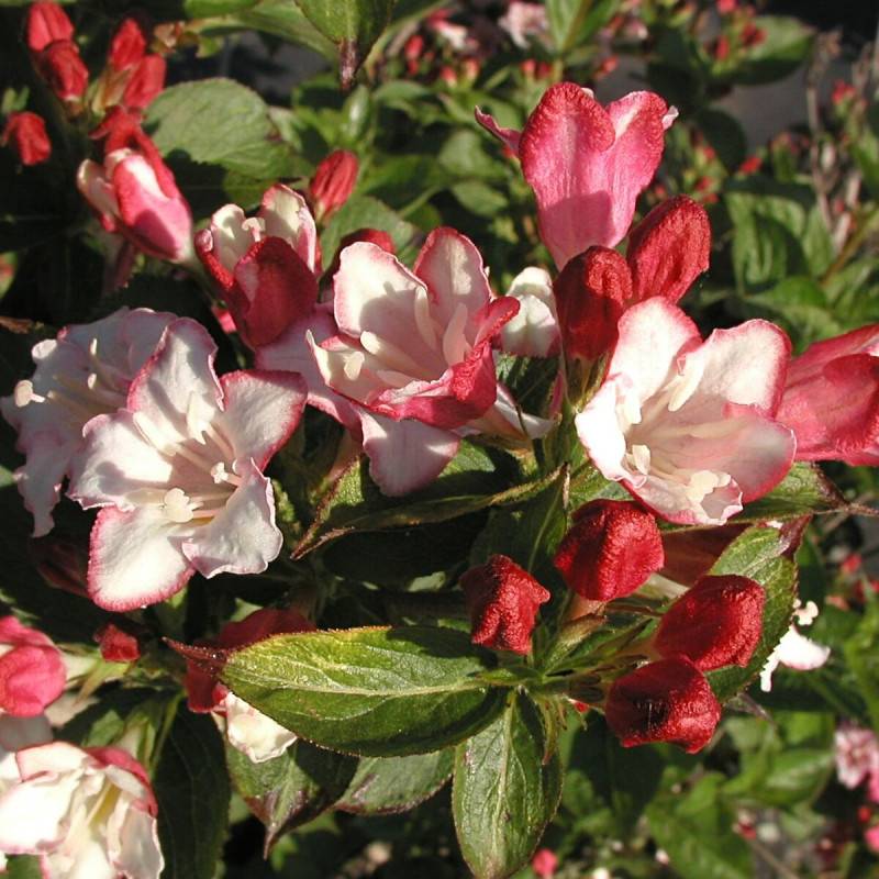 Weigela Carnaval® 'Courtalor', Weigelia à fleurs Blanche - feuillage Caduc - Pot de 4L - 40/60 cm- hauteur à maturité De 1,50 m à 2,00 m - Image 1