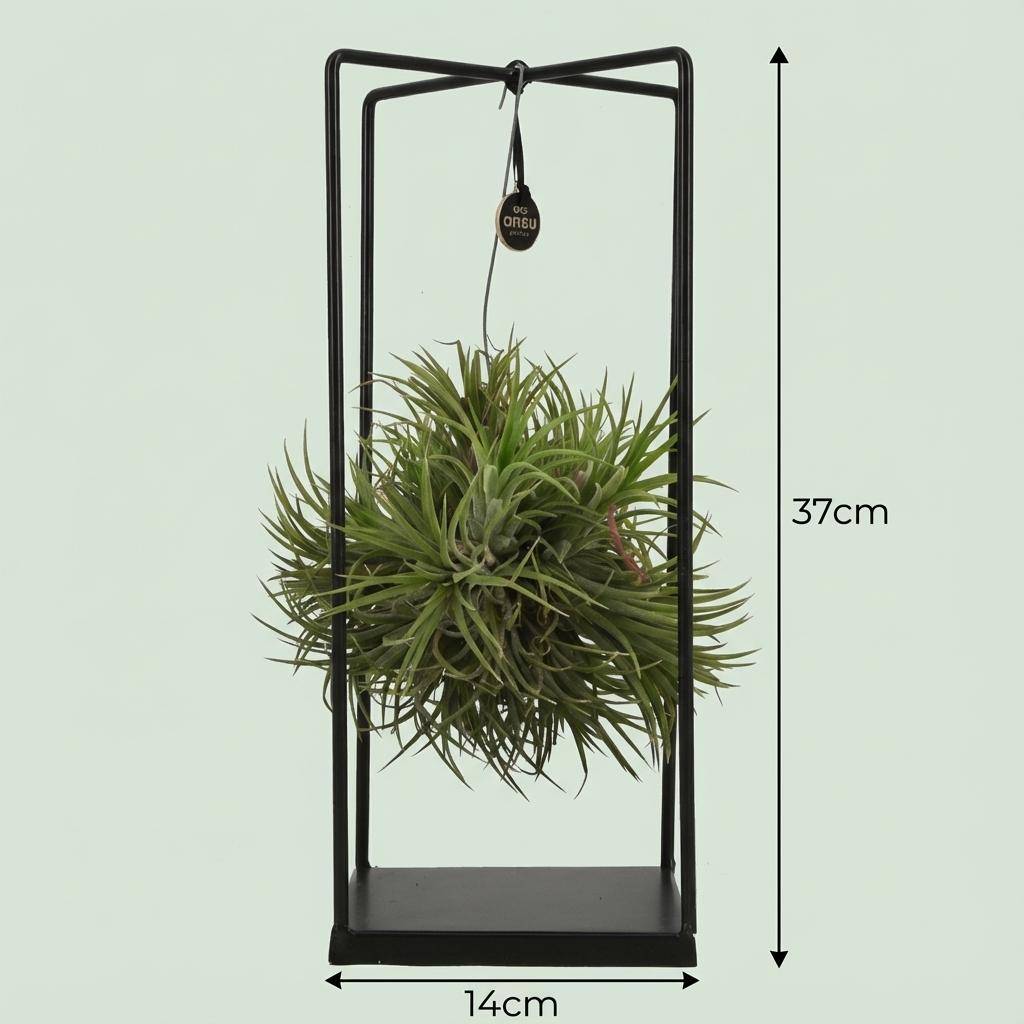 La Green Touch - Tillandsia Plante Aérienne et Décor - D14 H37cm - Image 4