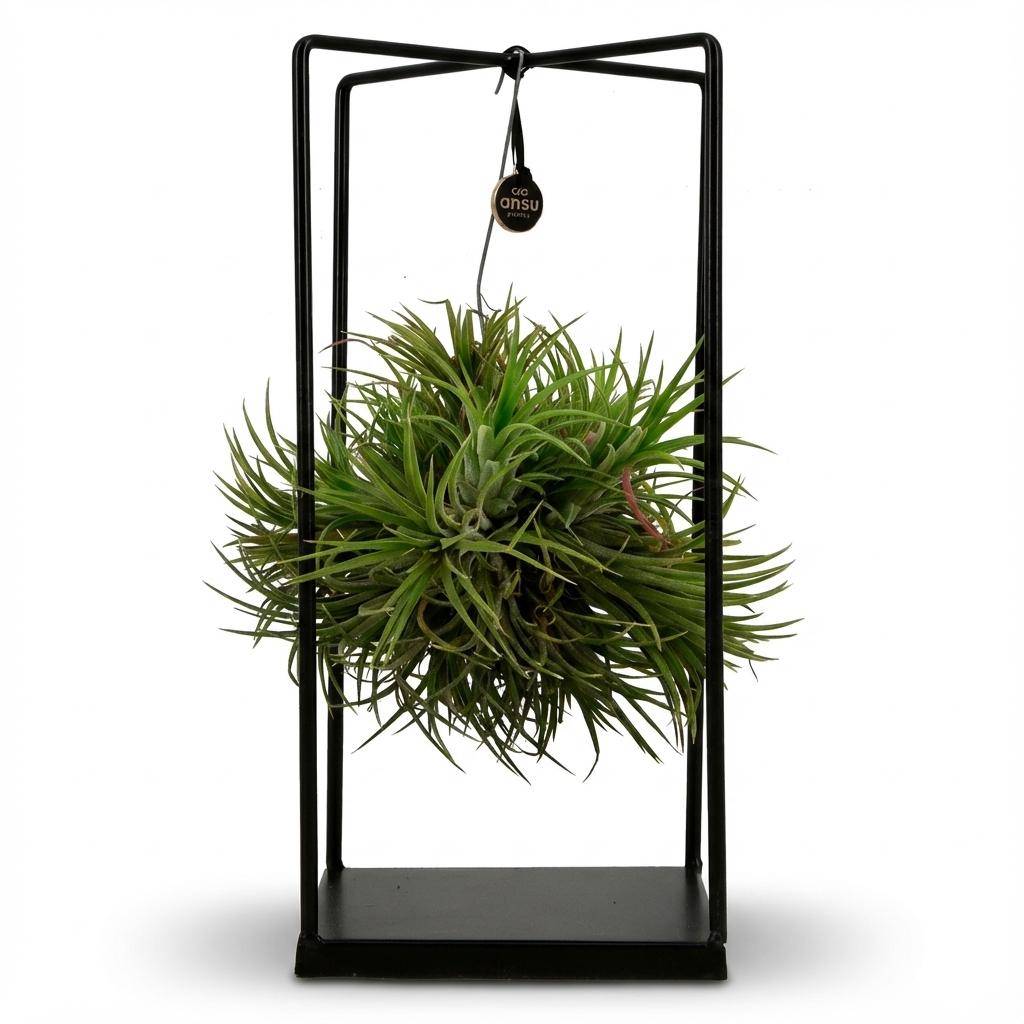 La Green Touch - Tillandsia Plante Aérienne et Décor - D14 H37cm - Image 2