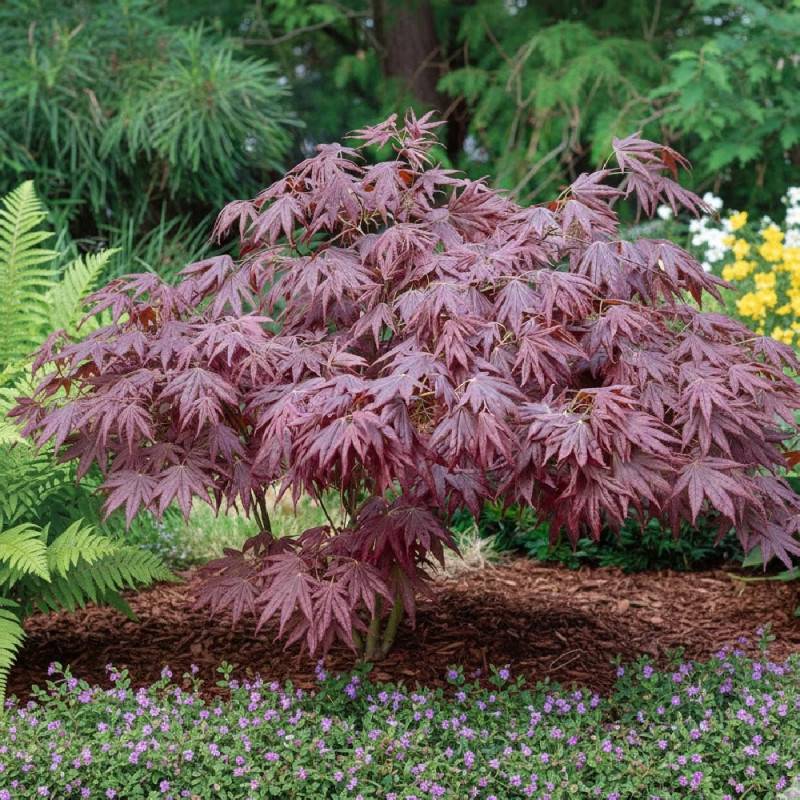 Érable du Japon Atropurpureum, Acer palmatum - Godet - 5/20 cm - Image 2
