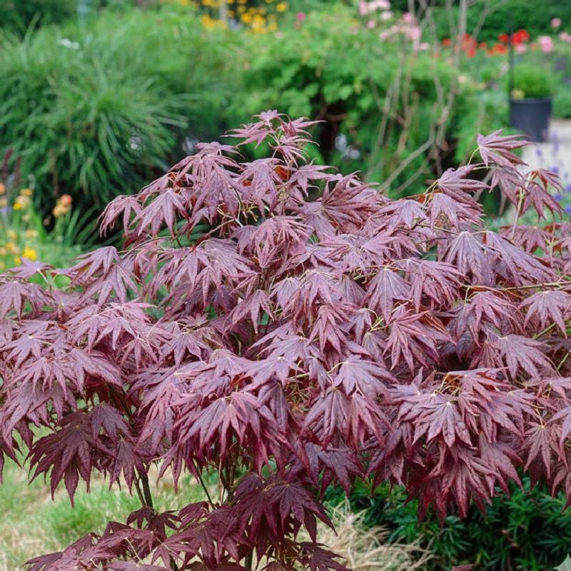 Érable du Japon Atropurpureum, Acer palmatum - Godet - 5/20 cm - Image 5