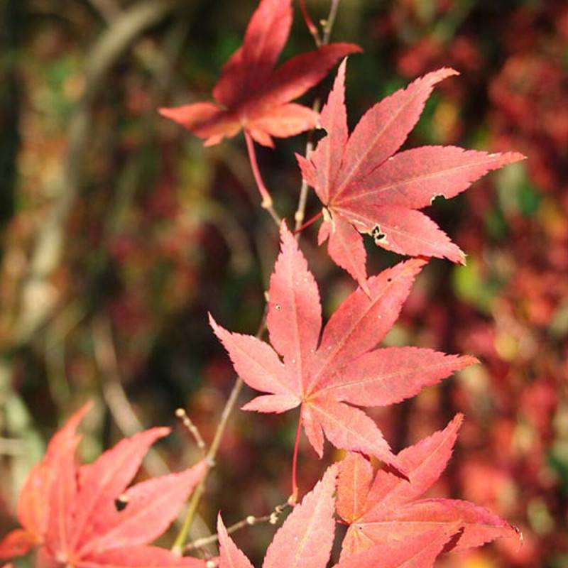 Érable du Japon Atropurpureum, Acer palmatum - Godet - 5/20 cm - Image 4