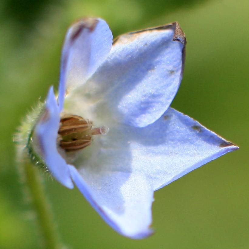 Promesse de Fleurs - Borago pygmaea - Bourrache vivace naine Godet de 8/9 cm