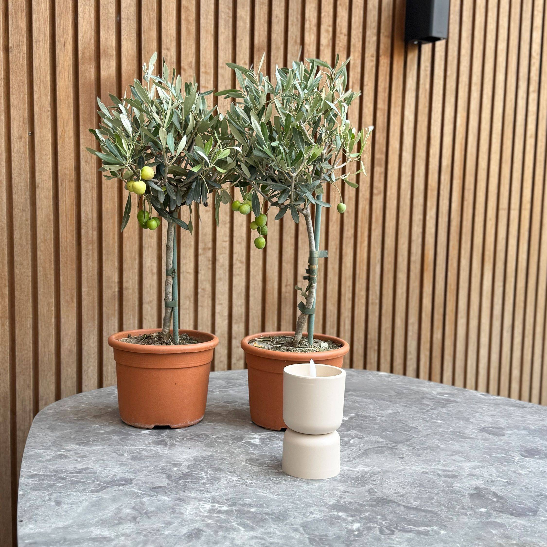 Olivier - Set de 2 - Olea europaea - Hauteur 50-60cm - ⌀14cm - Image 2