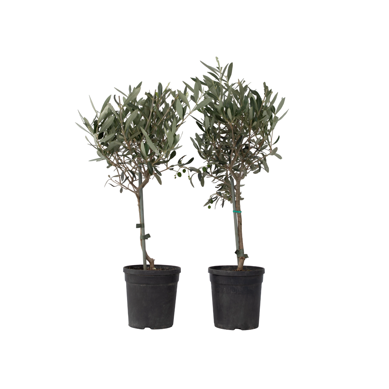 Olivier - Set de 2 - Olea europaea - Hauteur 50-60cm - ⌀14cm - Image 1