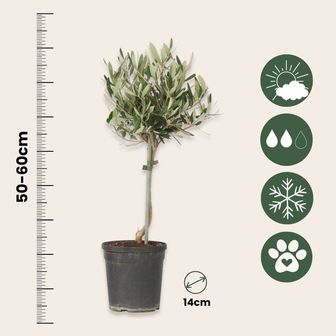 Olivier - Set de 2 - Olea europaea - Hauteur 50-60cm - ⌀14cm - Image 6