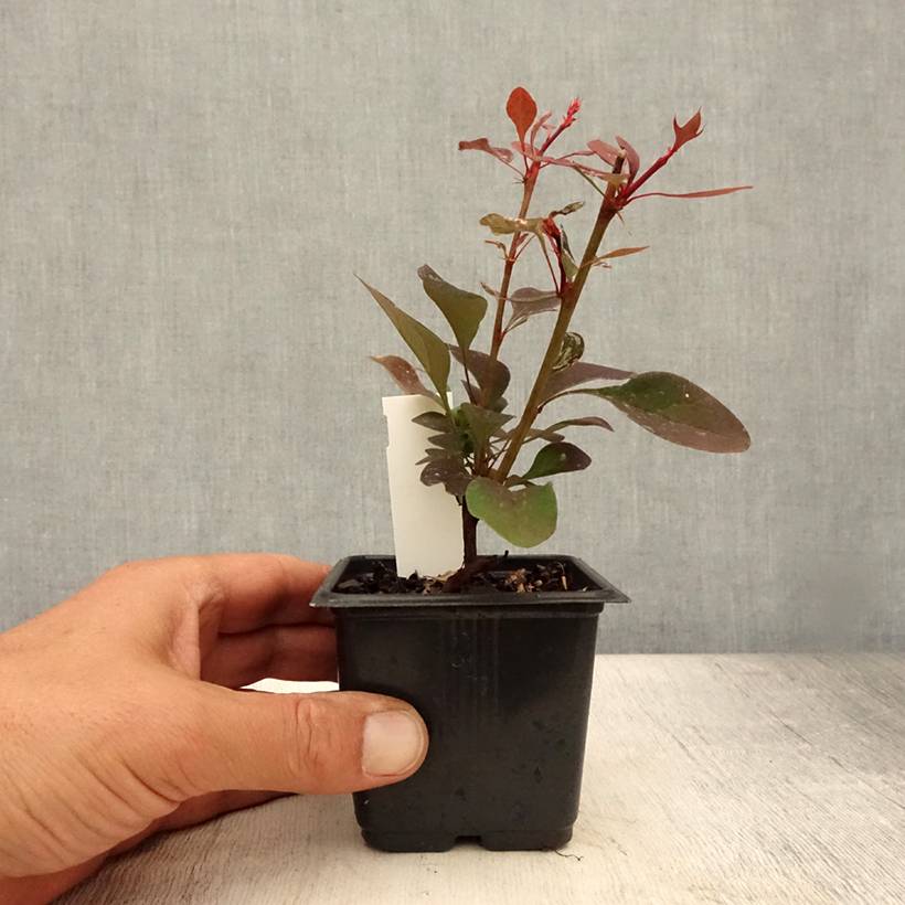 Berberis thunbergii Rosy Glow Godet de 8/9 cm - Image 2