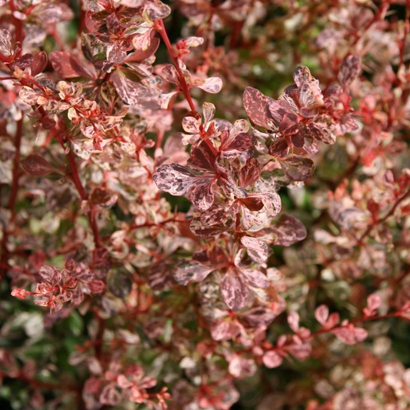 Berberis thunbergii Rosy Glow Godet de 8/9 cm