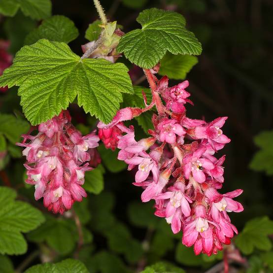 Groseillier à fleurs Pulborough Scarlet - Ribes sanguineum Pot de 2L/3L